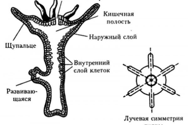 Кракен 17 точка ат