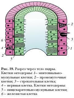 Список луковых tor сайтов