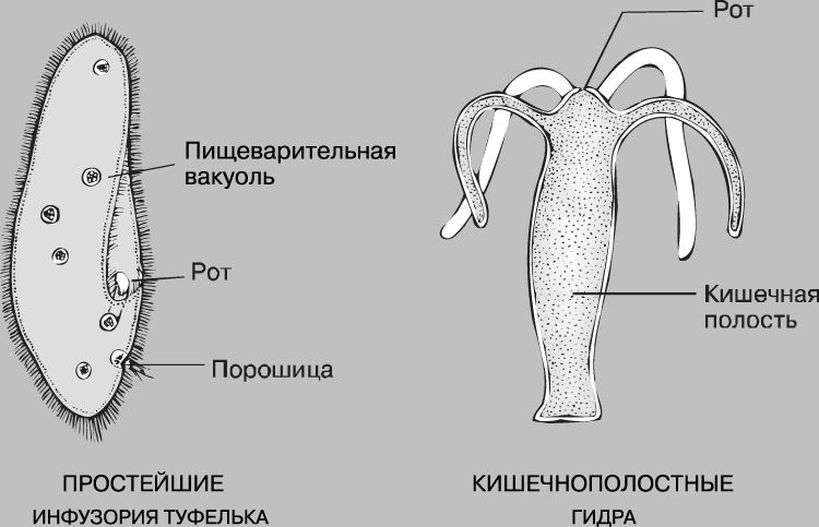 Найдется все kraken 2krn cc что это